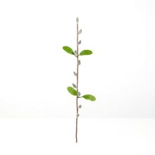 Barkaág - szálas - 58 cm